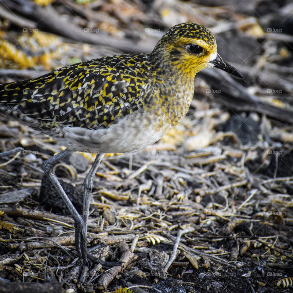 Golden plover near the beach in Hawaii