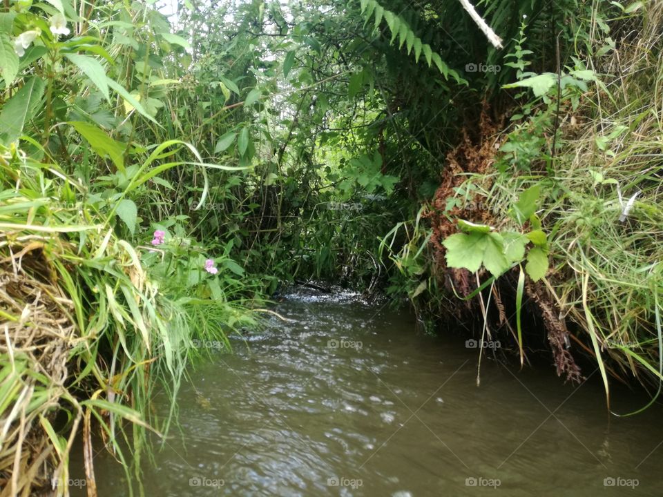 stream in a jungle