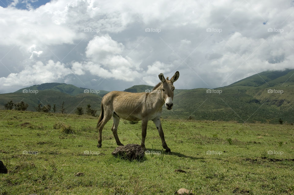 Donkey in the mountains of Tanzania Africa
