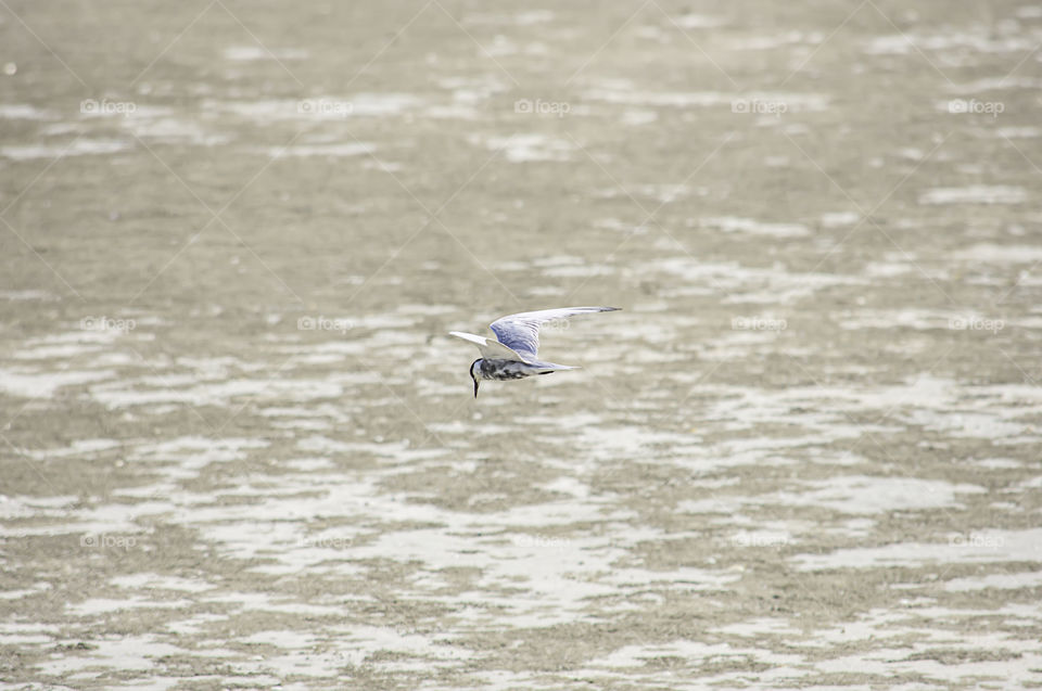 The flying birds foraging on sand In the sea.