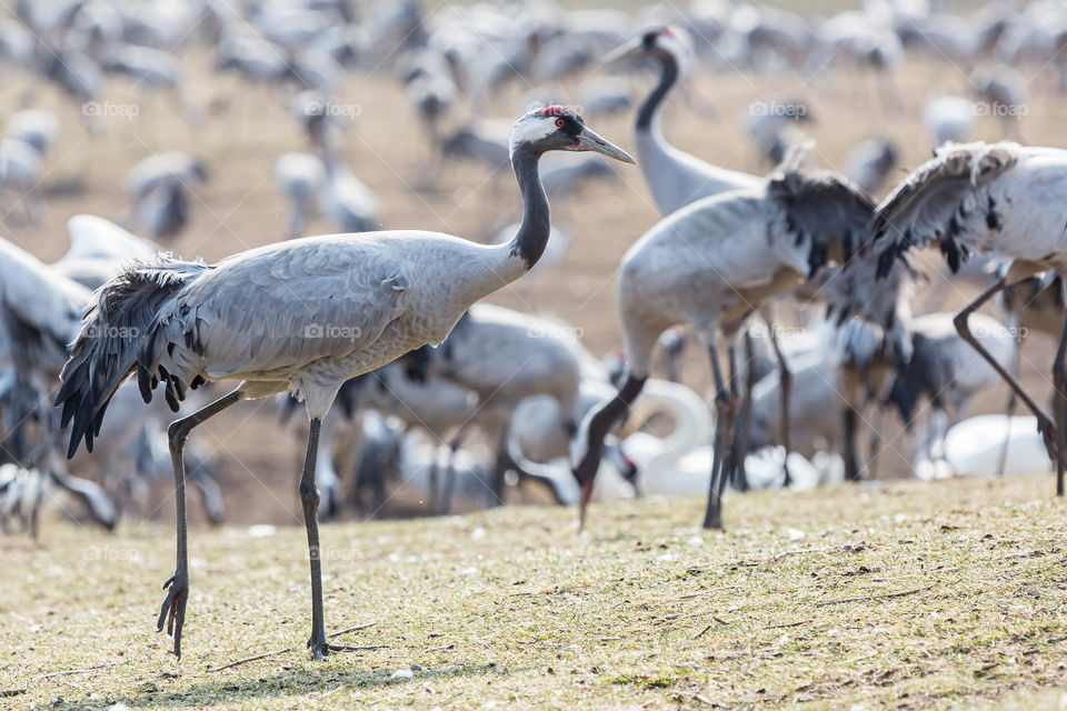 Closeup on a beautiful crane bird walking on the grass, lake Hornborga Sweden where thousands of cranes are making a stopover during the migration in spring