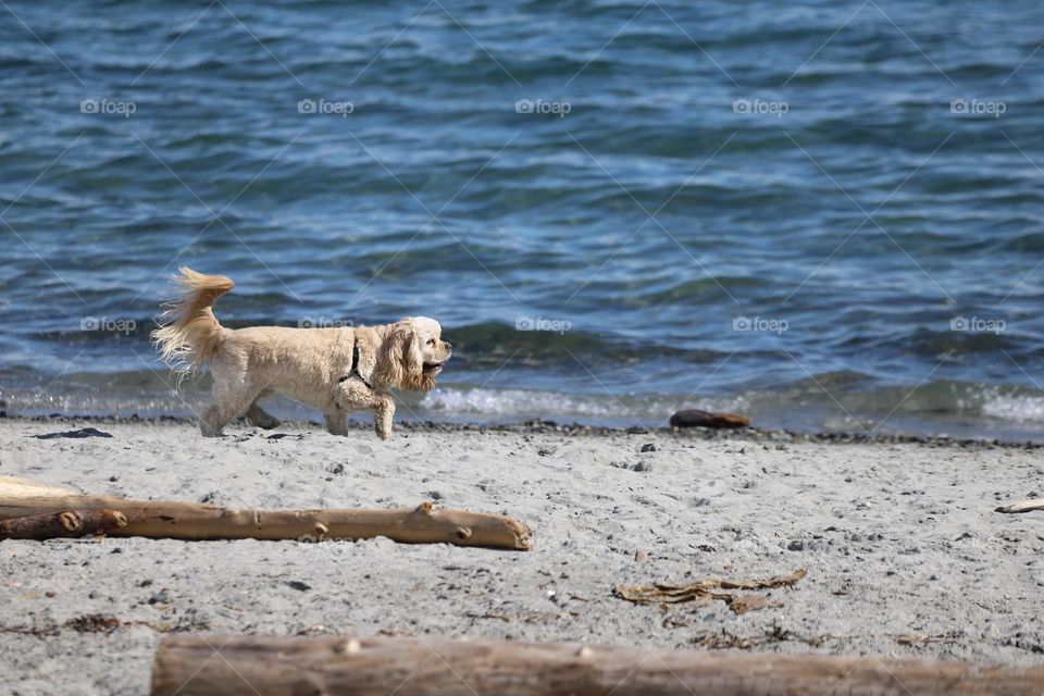 Dog on the beach 