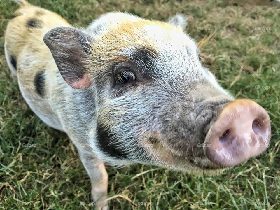 Close-up of pig on grass