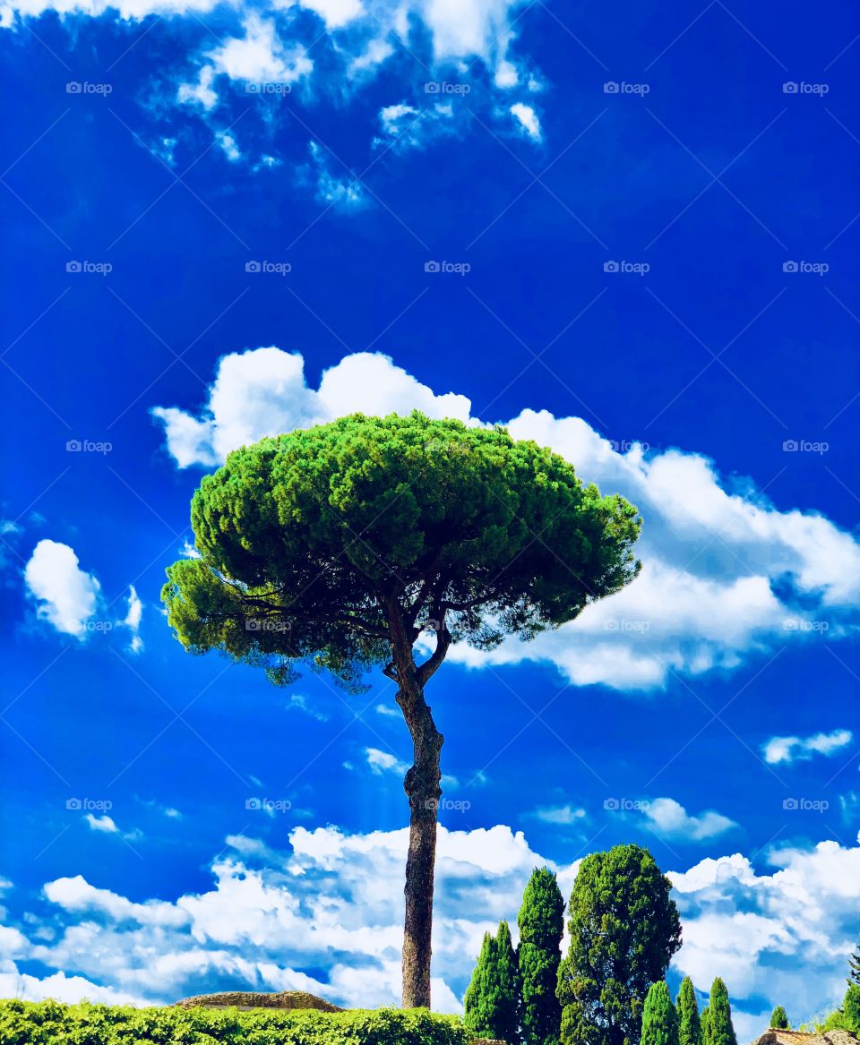 Umbrella pine tree # decorate beautiful Sky# beautiful nature 