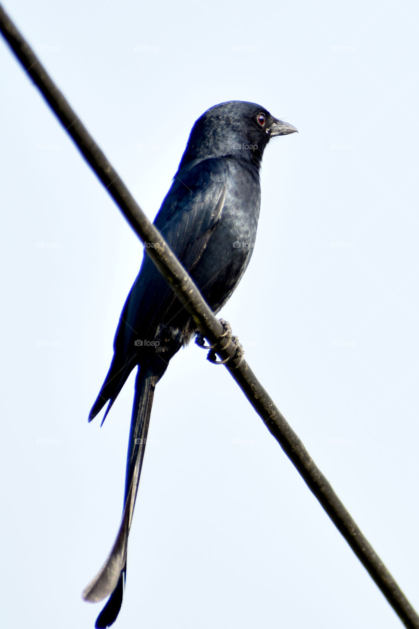Black beauty, king crow is resting on a string.