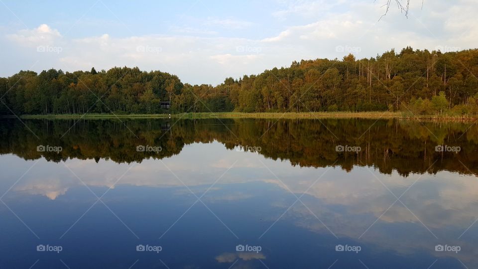 Reflection of trees on lake