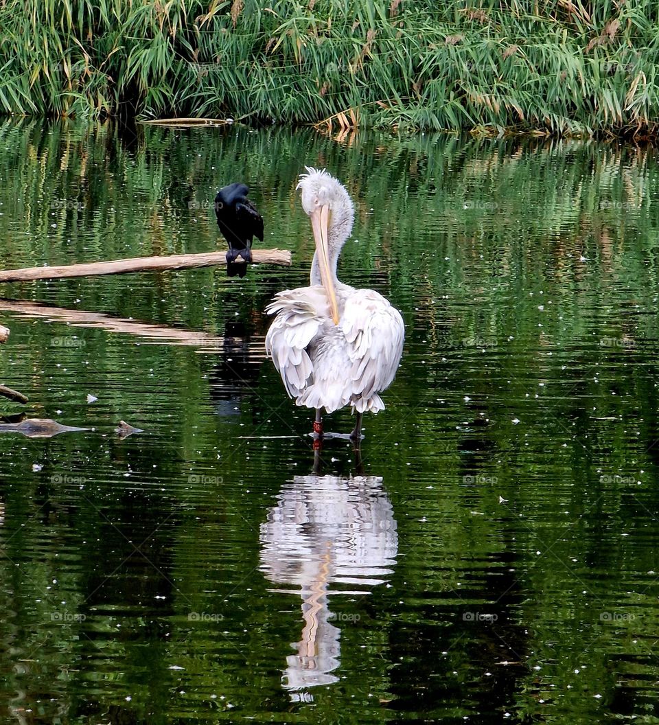 reflection of birds