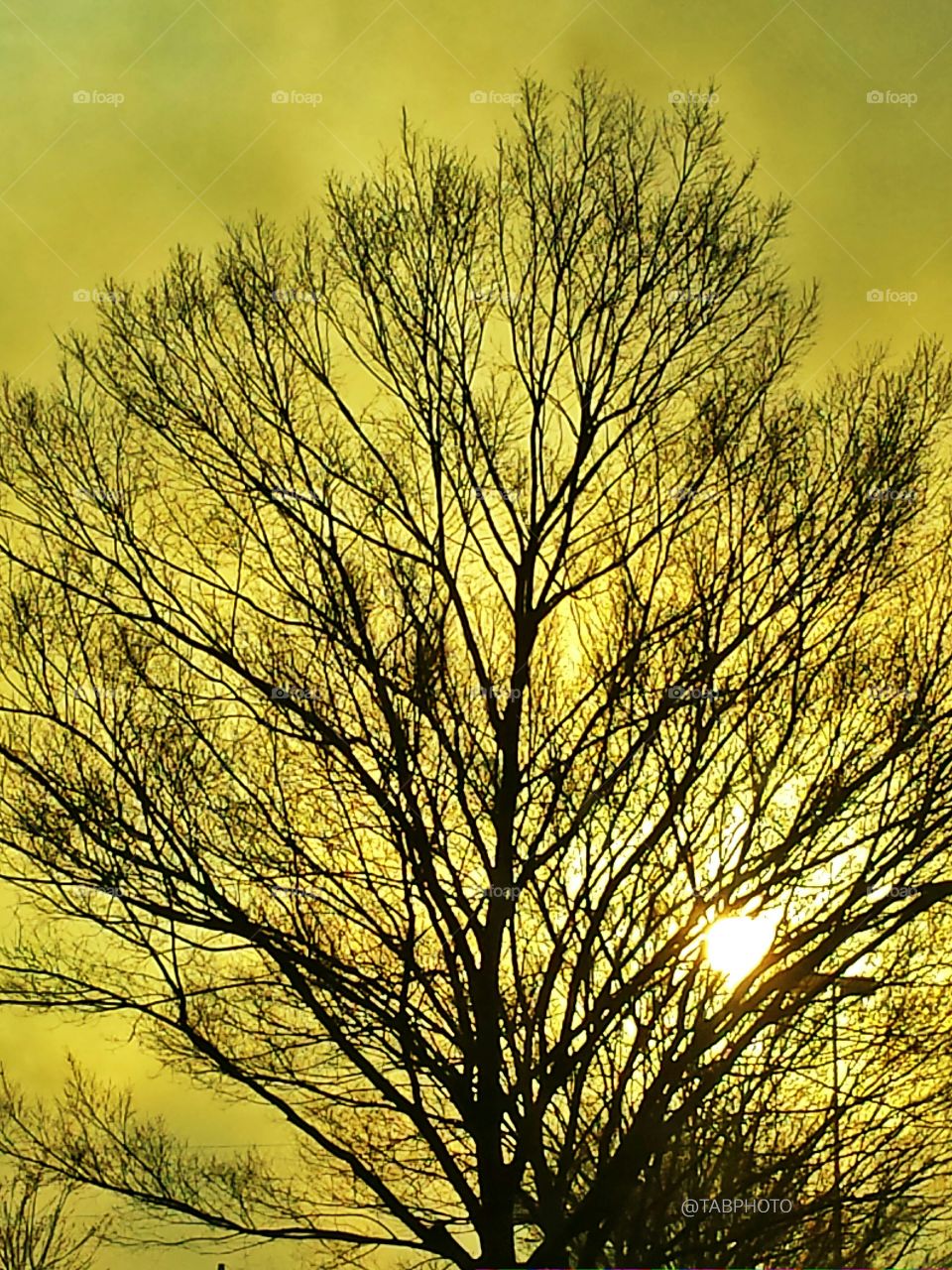 Dawn, No Person, Sun, Tree, Nature