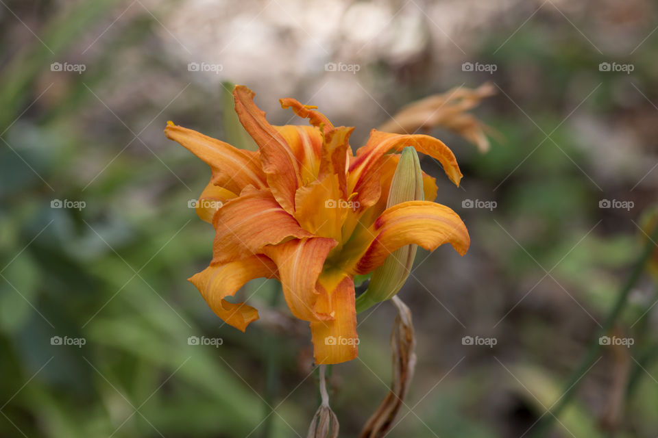 Orange lilies