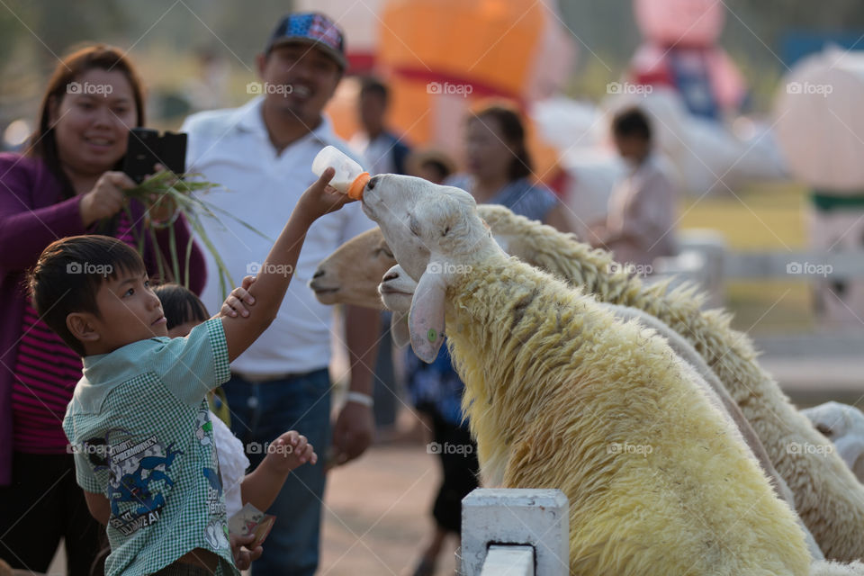 Boy feed goat