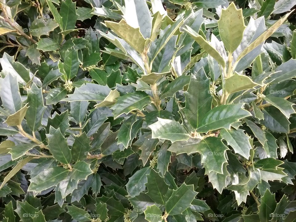 Holly bush.