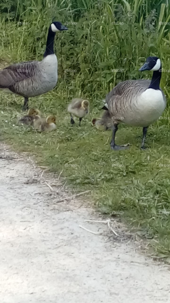 Geese and Goslings