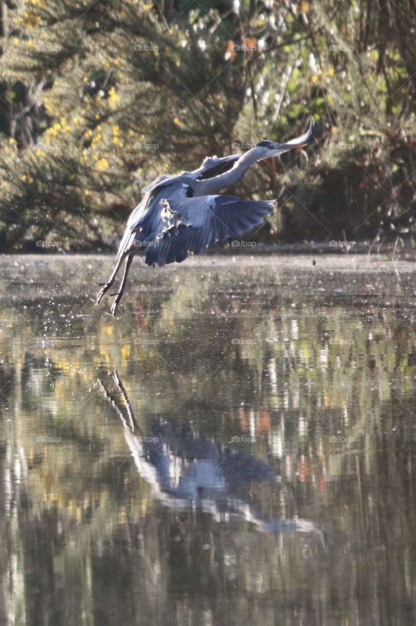 Gray heron in flight