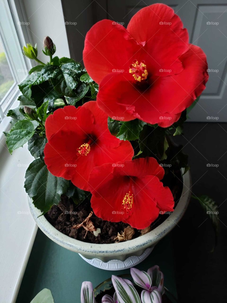triple red hibiscus