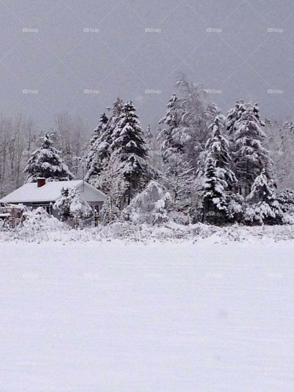 sweden snow winter trees by elluca