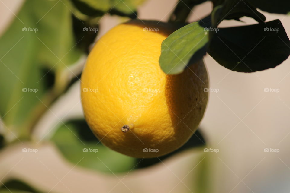 sicilian lemon tree