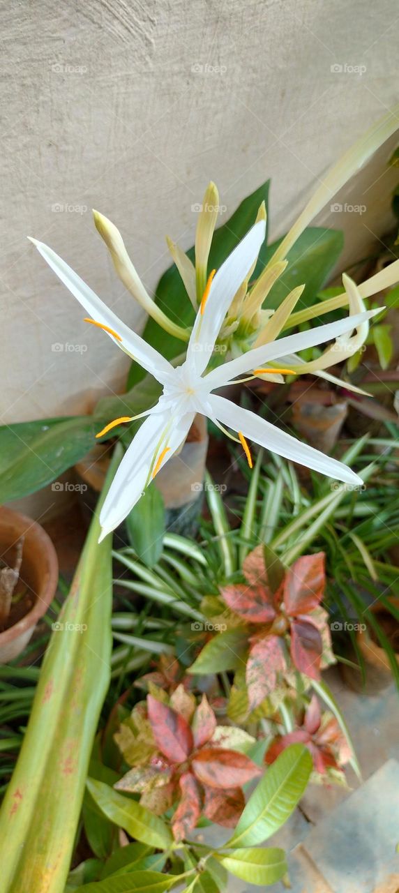white flower In my Garden