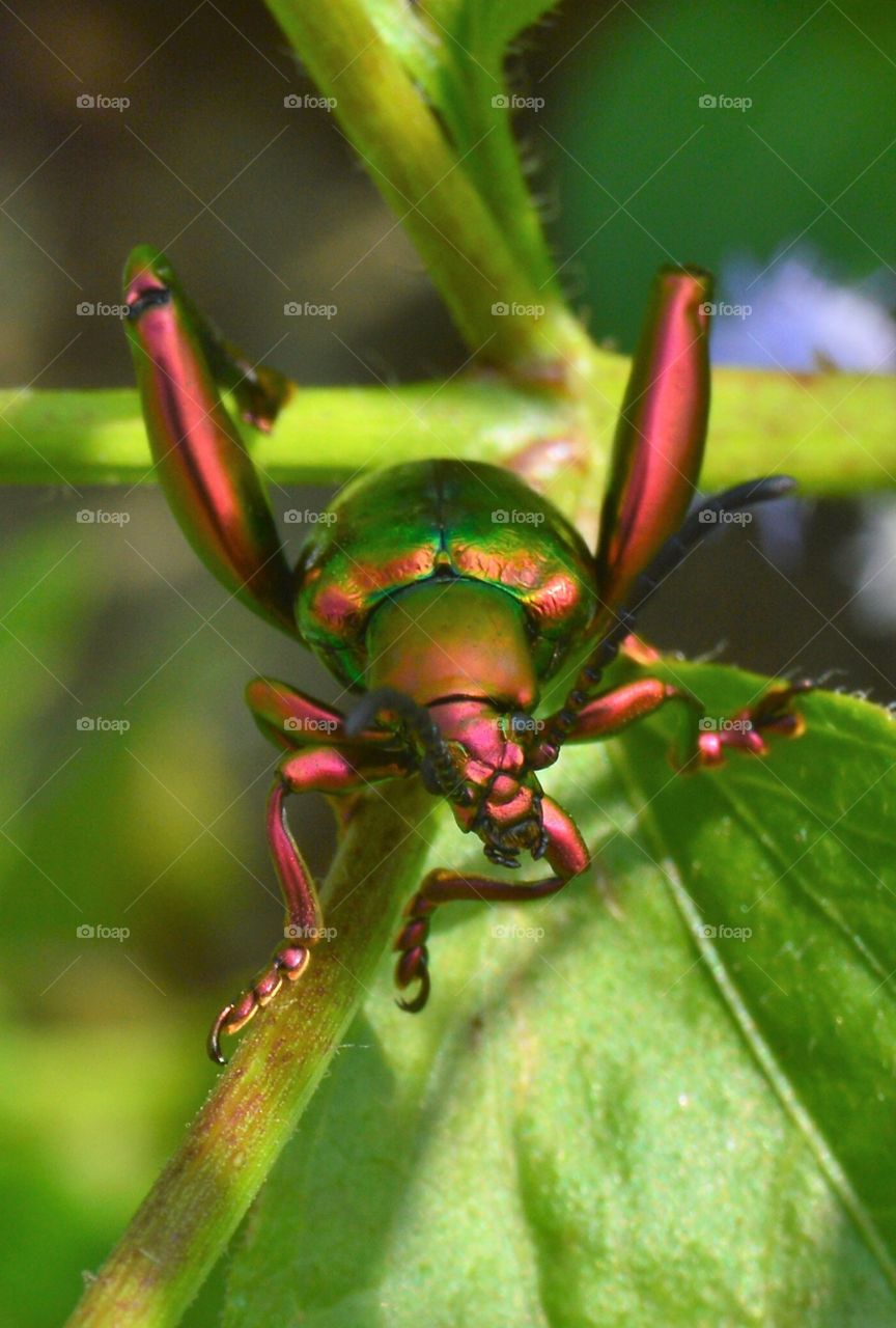 animal insect