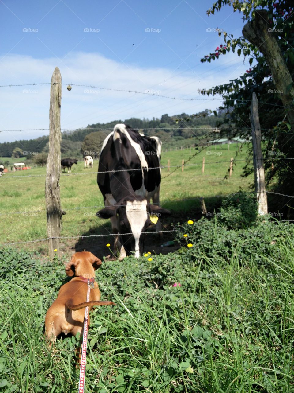 dachshund and cow