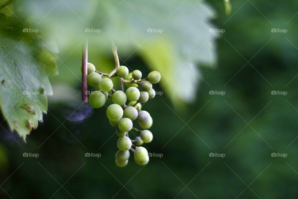 Garden grape