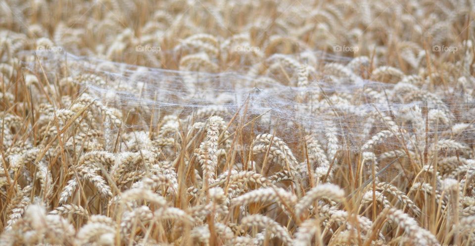 Morning cobweb on corn. Early morning cobweb on corn 