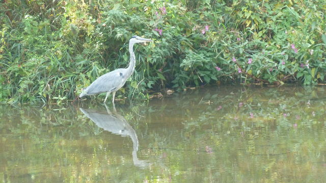 Graureiher am Fluss