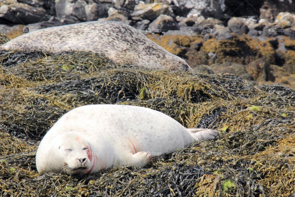 Seal sleeping