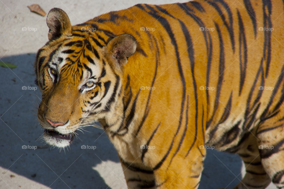 THE BENGAL TIGER IN PATTAYA THAILAND