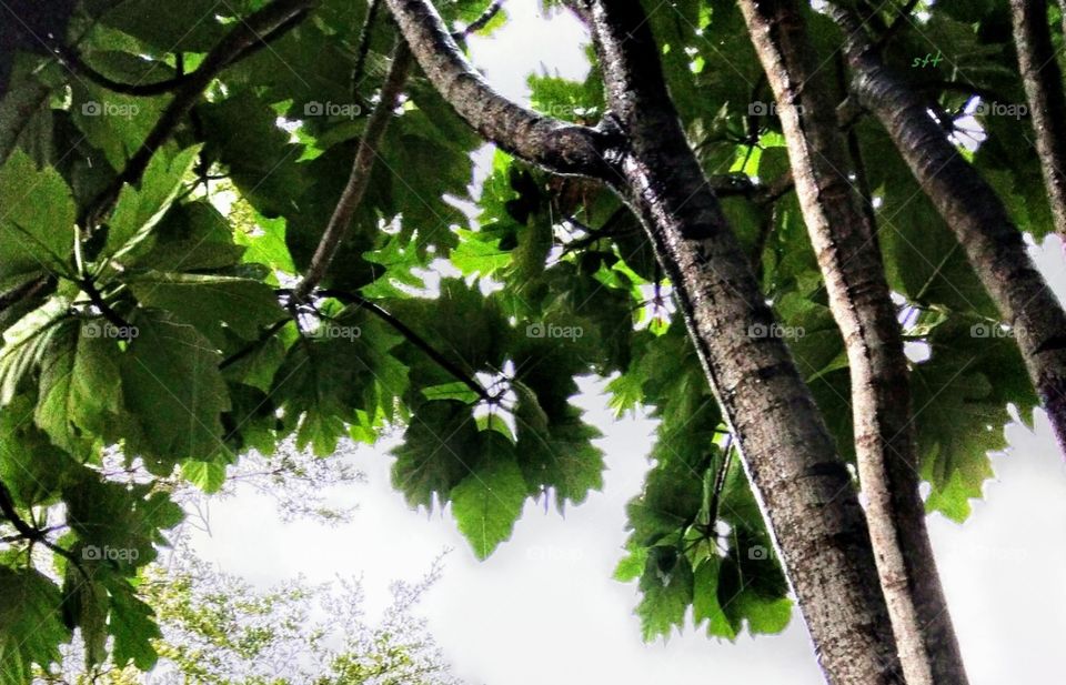 A breadfruit Tree's leaves and branches.
the deep green and the light green are lively and beautiful.