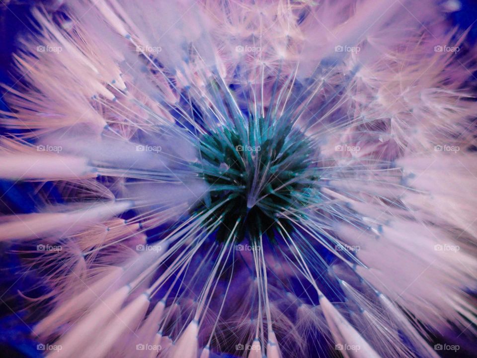 fluffy dandelion purple abstract background