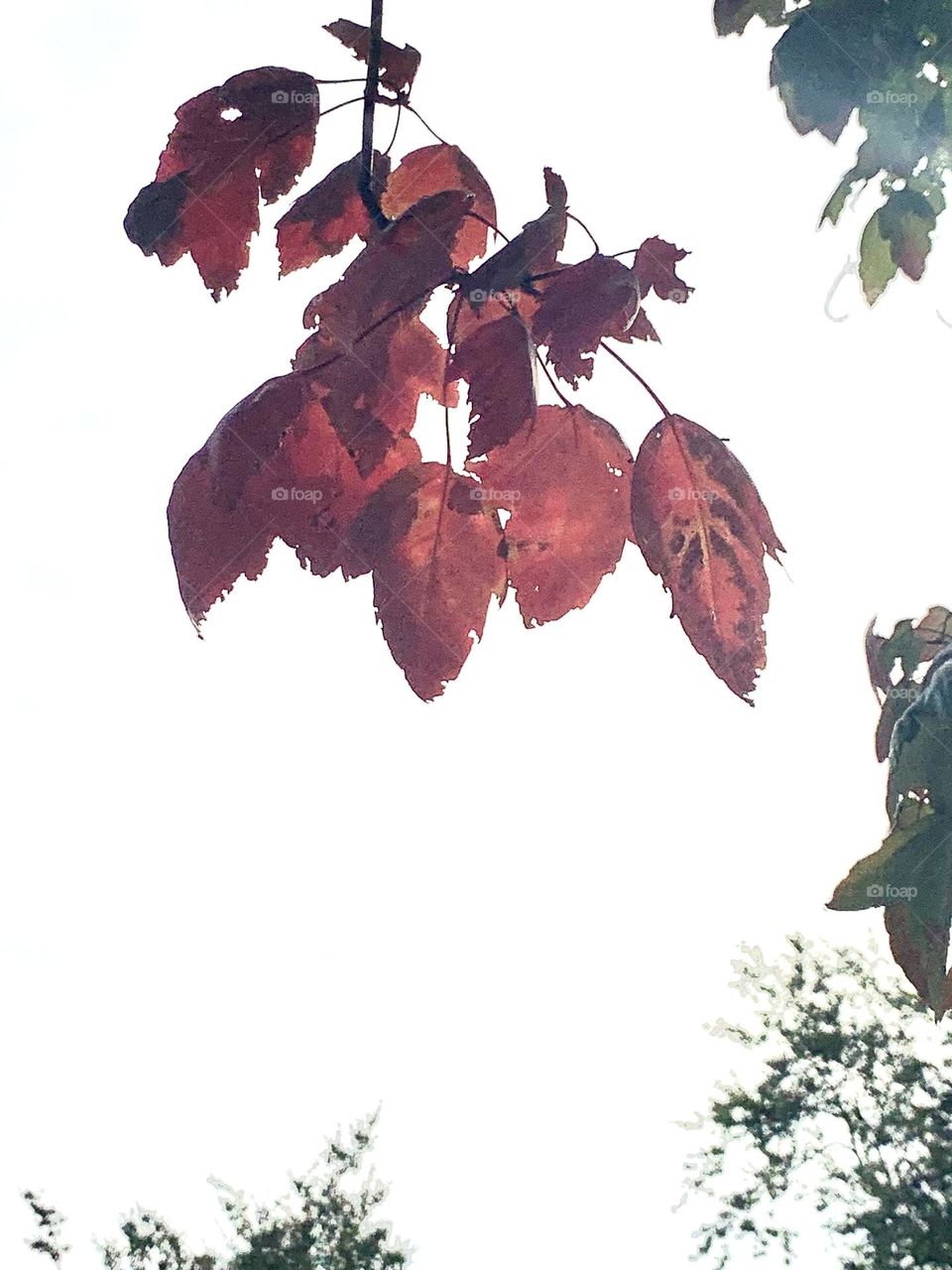 Red leaves