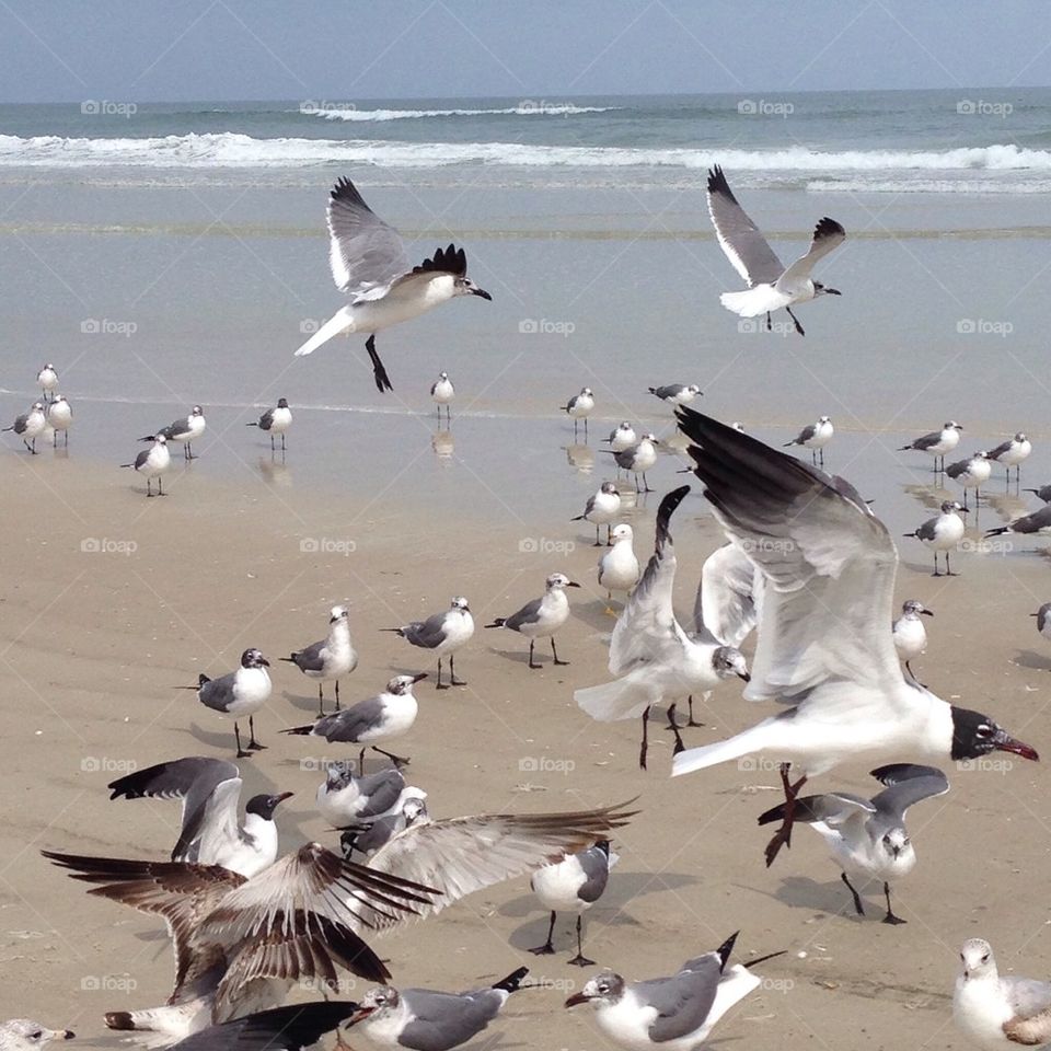 Birds at florida beach day