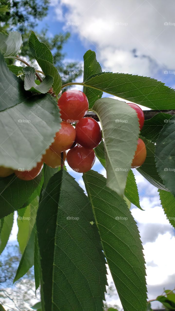Cherries on the branch with cloudy blue sky background. Taken in Gaston, Oregon.