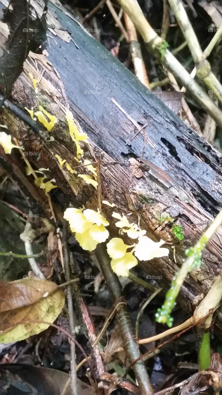 pequeño mundo fungi
