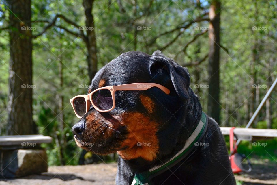Close-up of dog in sunglasses