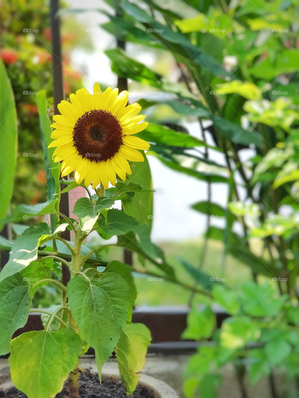 sunflower full bloom