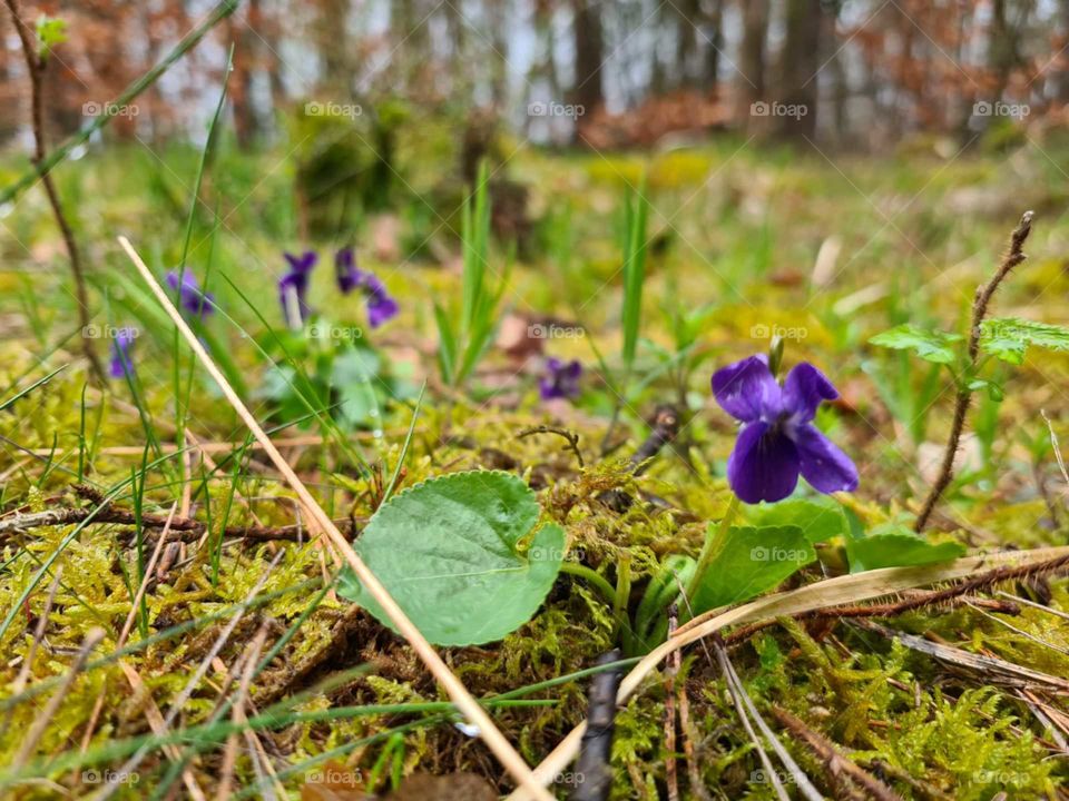 Violets in the Forrest