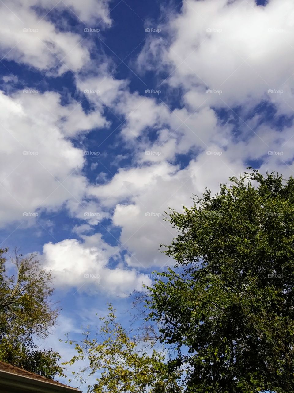 clouds over treetops
