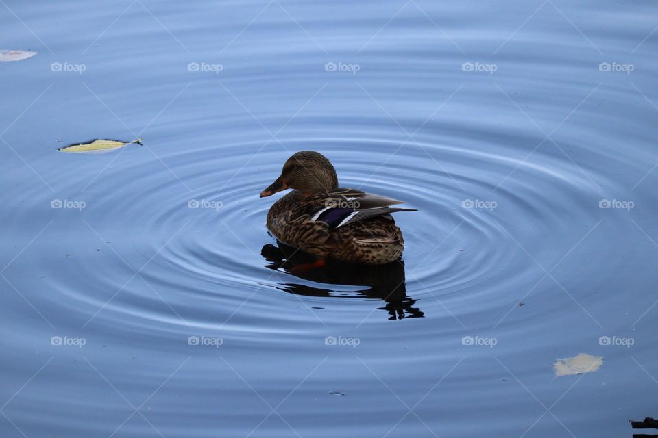 Autumn float in the pond