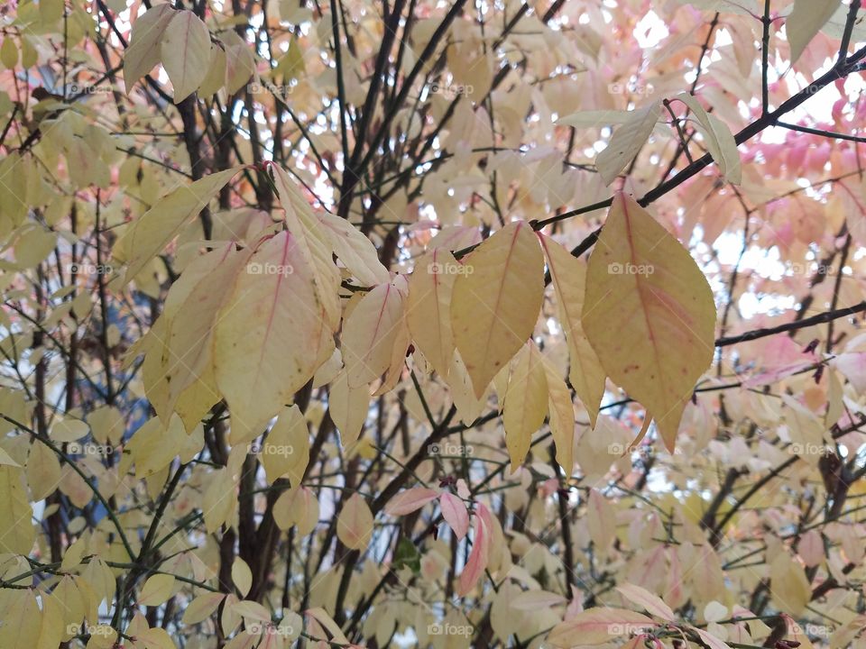 Leaf, Tree, Nature, No Person, Season