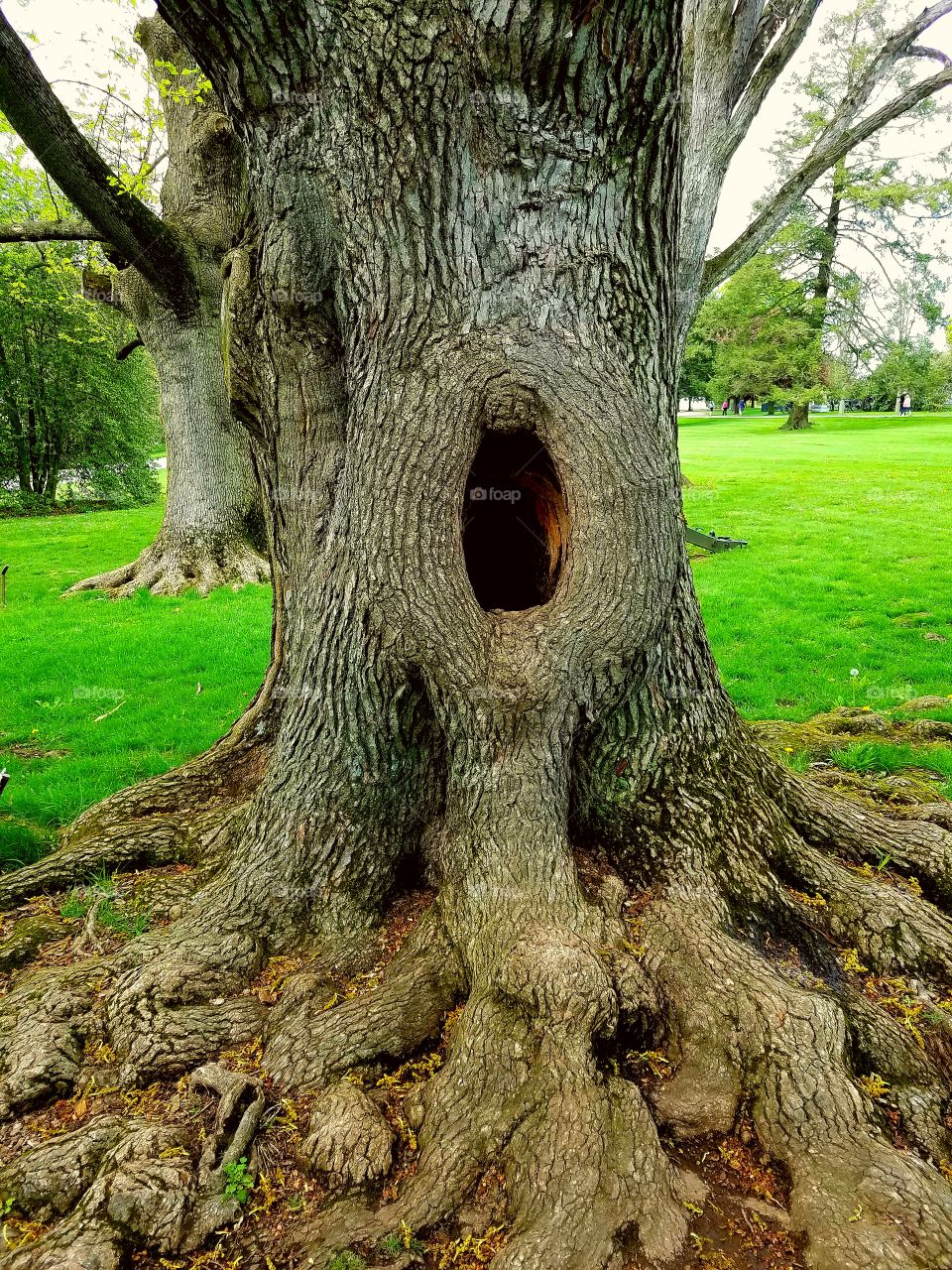 Tree Cave