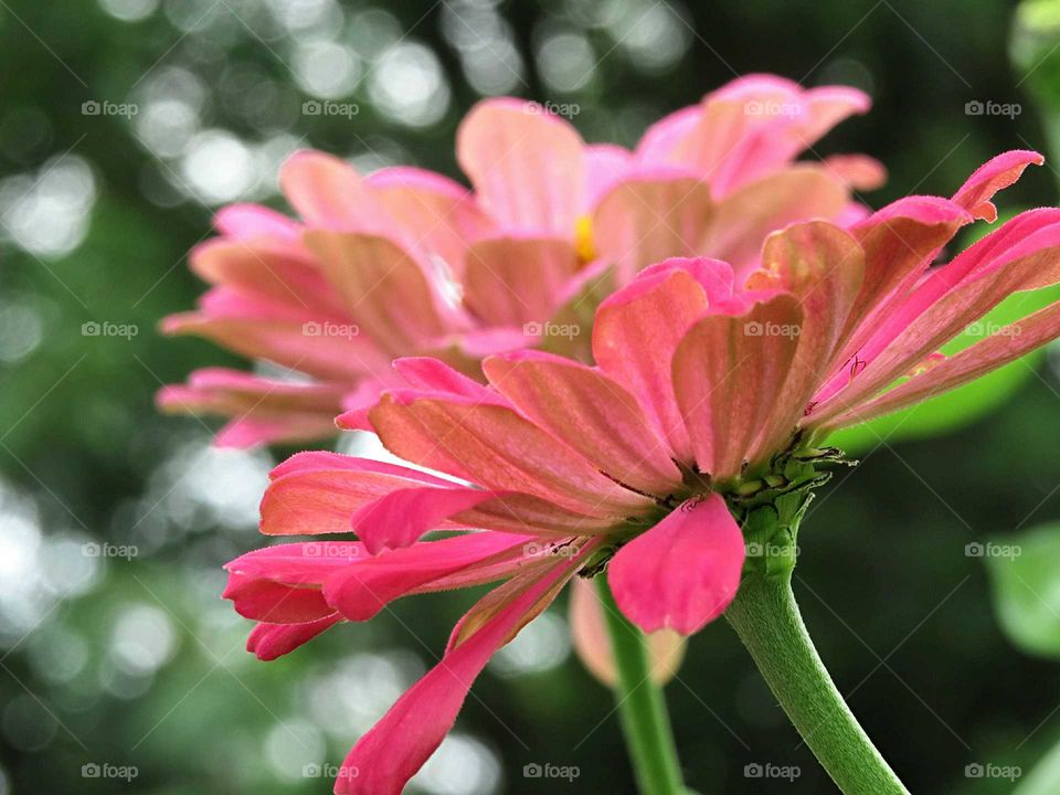 Gerber Daisy in Pink