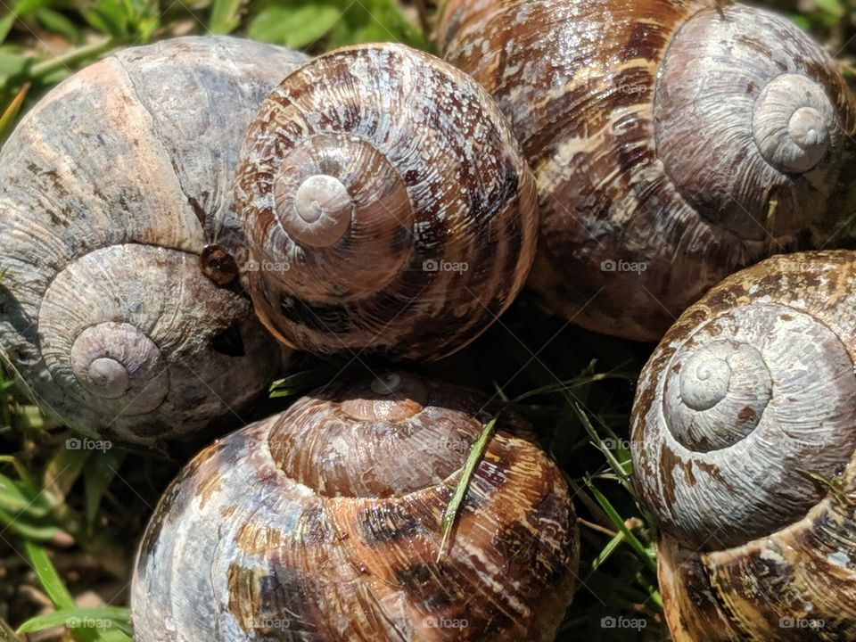 Old snail shells