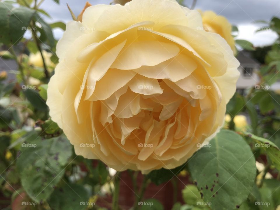 A most beautiful yellow rose, just bursting with life and visual excitement, just stunning and attractive.