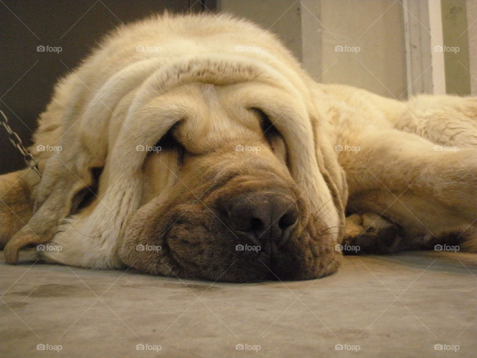 Cute dog having fun on the floor