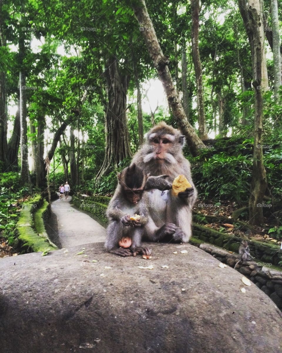 Monkey forest. Ubud Bali. 