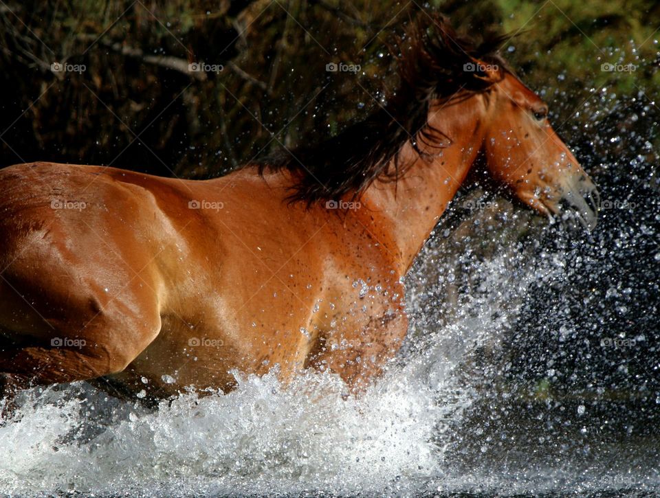 Wild Horse Running in River