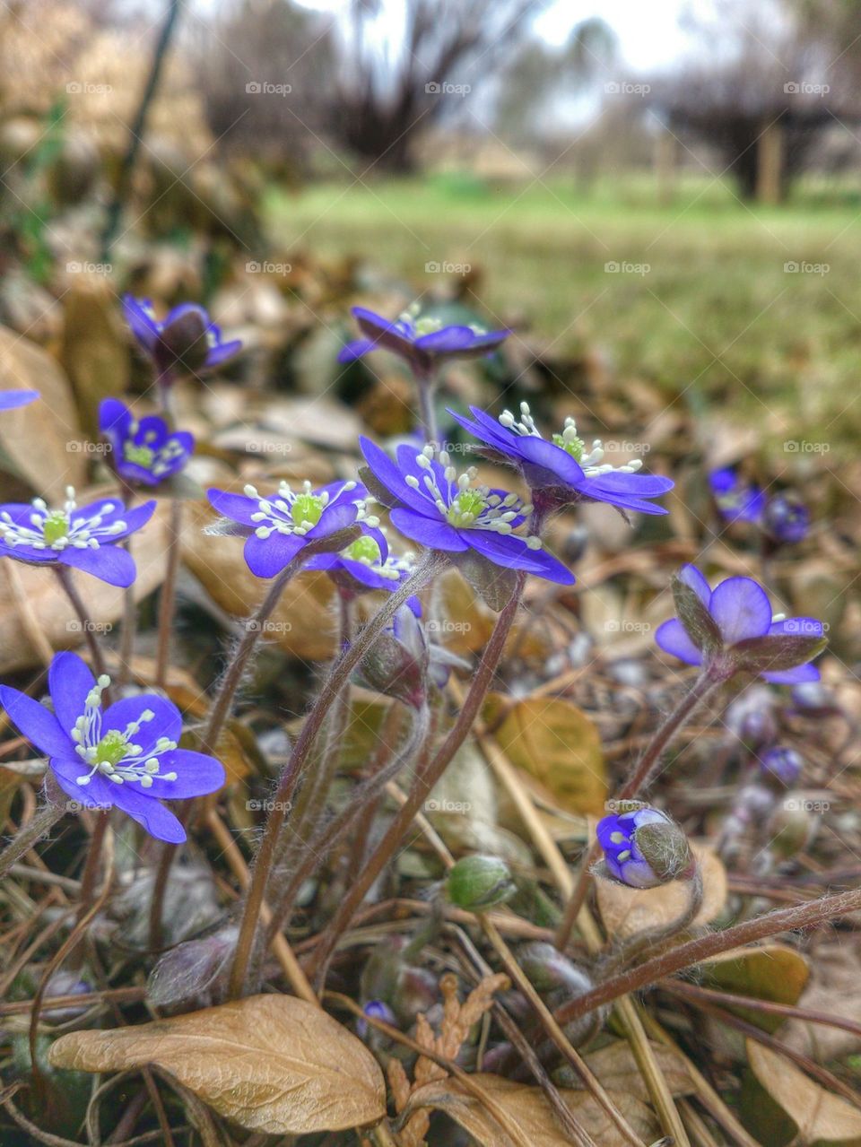 anemones awake