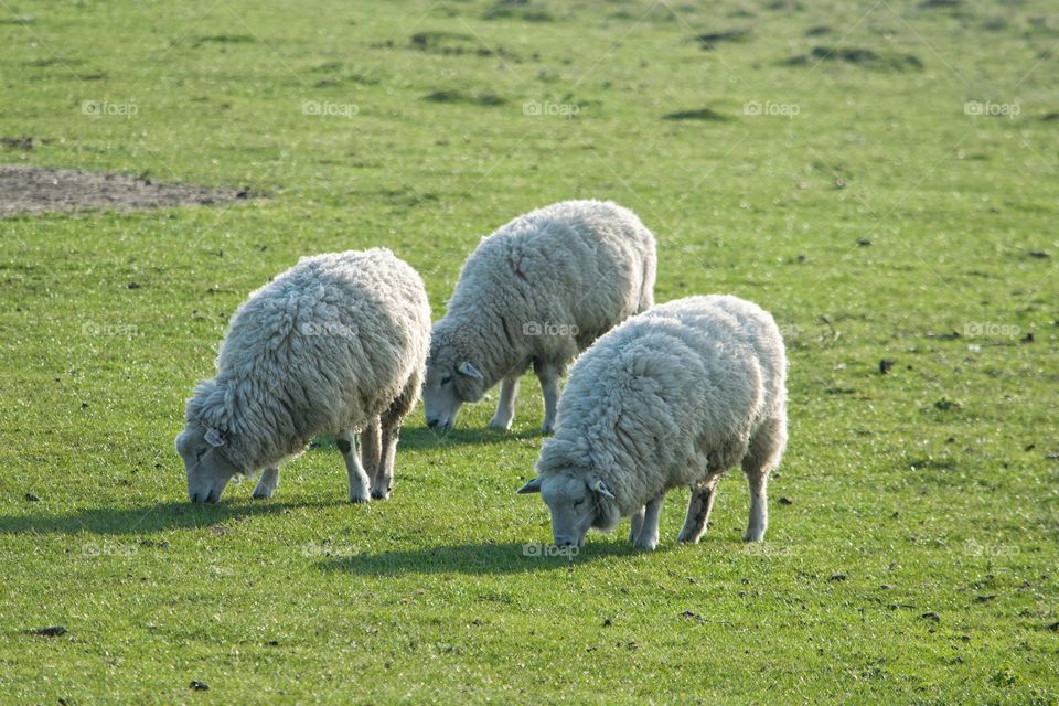 Three Romney Marsh Sheep grazing in meadow