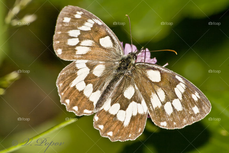 Marbled white